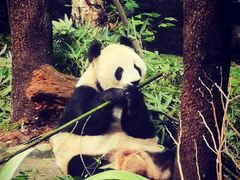 -都江堰中华大熊猫苑