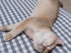 -派多格宠物·购宠(靛厂路店)