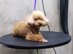 -PETKIT小佩宠物·低压洗护(国顺东路店)