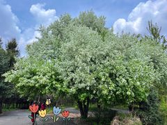 -黑龙江省森林植物园