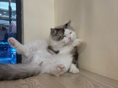 -滚猫咖啡·猫咖·猫友好撸猫(未来城店)