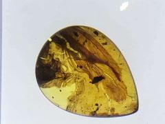 -上海昆虫博物馆