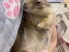 -钓仓鼠(洋桥北里小区店)