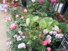 -花鸟鱼虫鲜花绿植市场(玉泉路店)