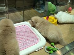 -韩宫宴烤肉·料理(苏州中心店)