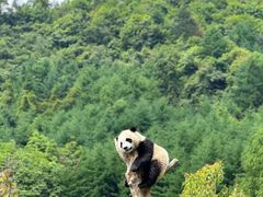 -卧龙中华大熊猫苑神树坪基地