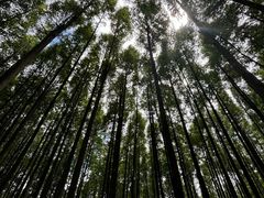 -山王坪喀斯特国家生态公园