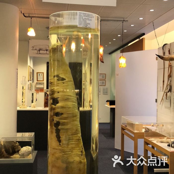 冰岛阴茎博物馆