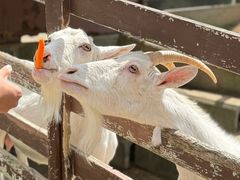 -神户市立六甲山牧场