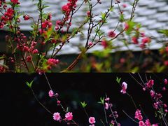 -桃花涧