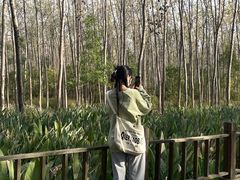 -合肥滨湖国家森林公园