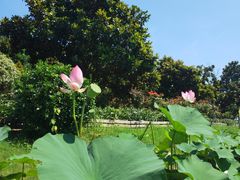 -上海鲜花港