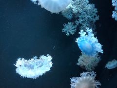 -欢乐海岸海洋奇梦馆