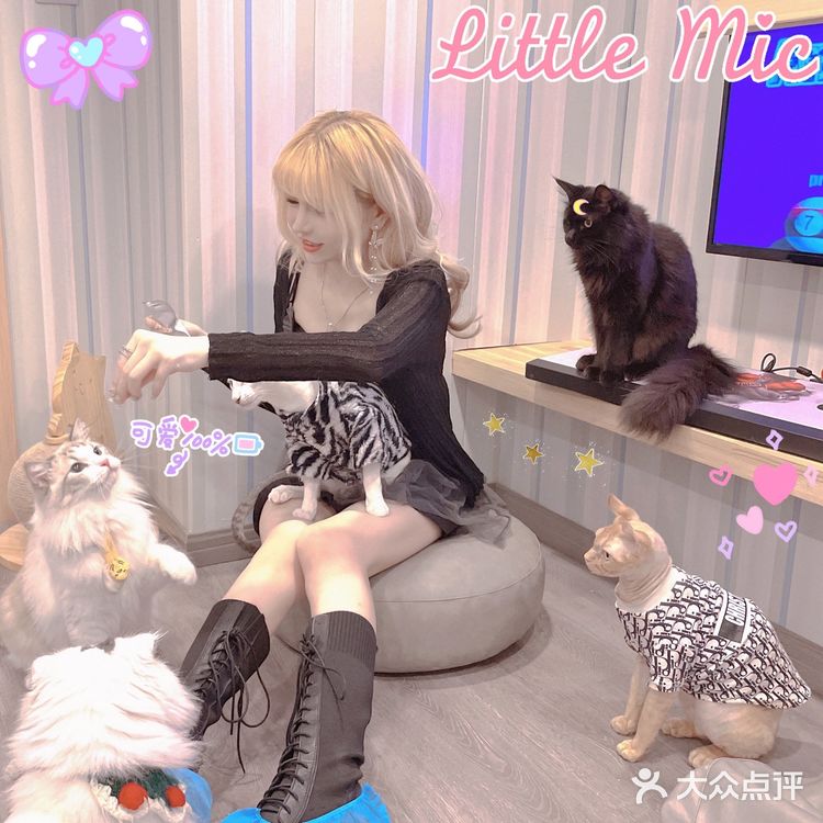 魔都夏日撸猫胜地｜Mocha猫咪咖啡🐱☕️