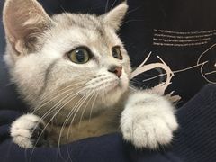 -lincat·猫舍(广州店)