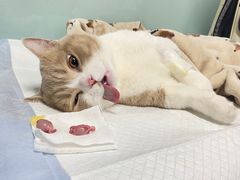 -达爱动物医院·犬猫分区·CT·复杂眼科(远洋山水分院)