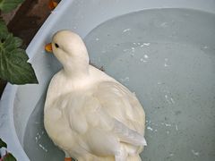 -溪岸路花鸟市场