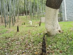 -南京古林公园