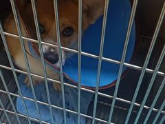 -仁华宠物医院(青羊店)