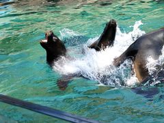 -大连老虎滩海洋公园