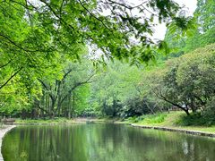 -上海共青森林公园