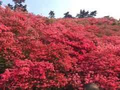 -木兰云雾山