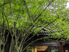 -十八棵（老龙井）御茶园(老龙井店)