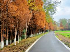 -桤木河湿地公园