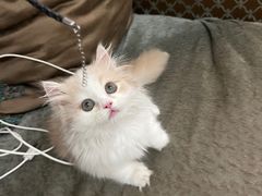 -欣宠猫屋·矮脚拿破仑·蓝金金渐层