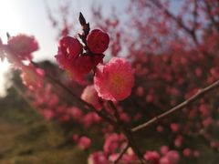-梅花山(明孝陵内)