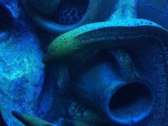 -太平洋海底世界