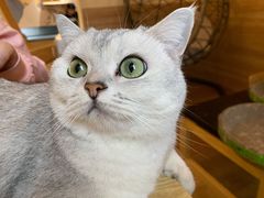 -滚猫咖啡·猫咖·猫友好撸猫(未来城店)