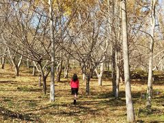 -千年银杏谷文化旅游区