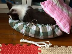 -翊宠yipet猫狗购宠庄园犬舍•猫舍