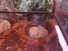-正佳雨林生态植物园