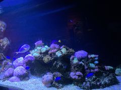 -暹罗海洋世界