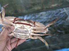 -明润海鲜(南边海店)