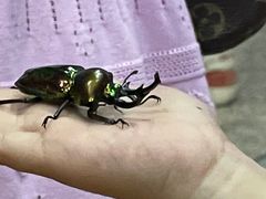 -上海大自然野生昆虫馆