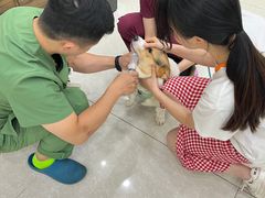 -瑞鹏宠物医院犬猫全科(真大分院)