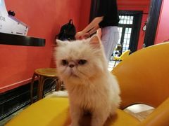 -猫色咖啡·猫咖