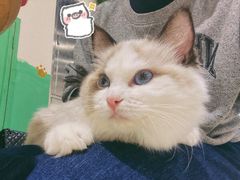 -藏猫猫咖啡主题馆(中央大道店)