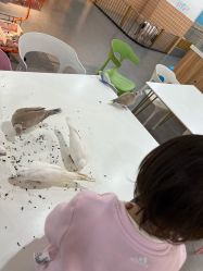 -Moni星球萌宠·小马宝莉·灵蛇·高端高阶全萌宠互动体验俱乐部(红豆国际广场店)