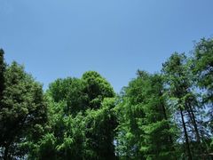 -南宁良凤江国家森林公园