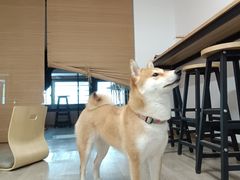 -柴迷FANS CLUB·柴犬狗咖·猫咖