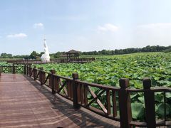 -荷塘月色湿地公园·向阳花洲