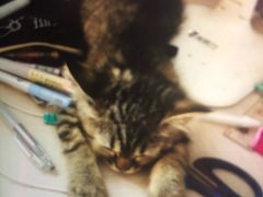 -畜牧兽医站(共江路店)