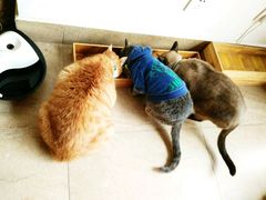 -猫咖时代(中山亭店)