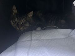 -达爱动物医院·犬猫分区·CT·复杂眼科(远洋山水分院)