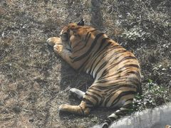 -深圳野生动物园