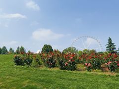 -石家庄市植物园